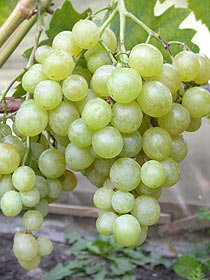 Сорт винограда Галбена ноу