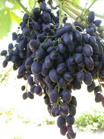 Сорт винограда Надежда АЗОС