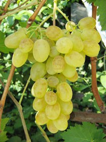 Сорт винограда Новый подарок Запорожью