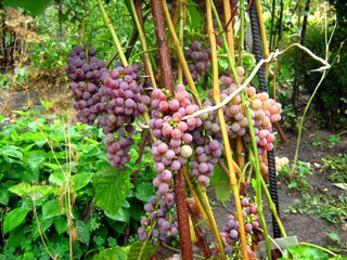 Плодоношение сорта винограда "Рилайнс пинк сидлис"