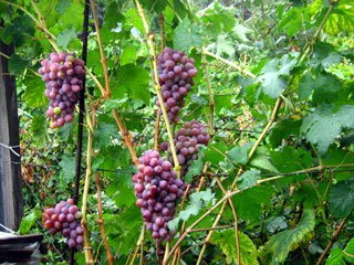 Плодоношение сорта винограда "Алый"