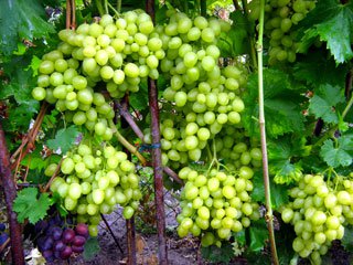 Плодоношение сорта винограда "Аркадия"
