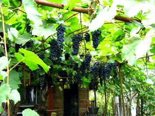 Плодоношение сорта винограда "Бако"