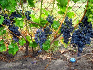 Плодоношение сорта винограда "Гала"