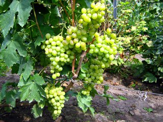 Плодоношение сорта винограда "Восторг белый"