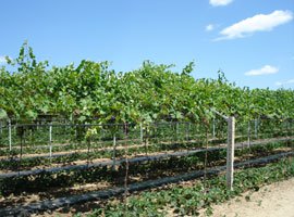 Ведение винограда на наклонных горизонтальных шпалерах