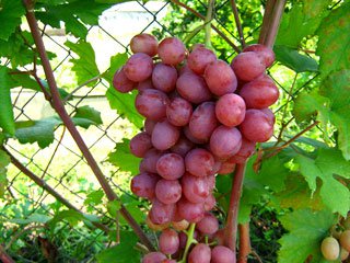 Сорт винограда "Гурман ранний"