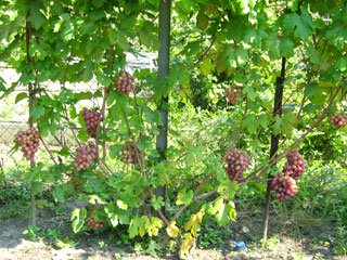 Сорт винограда "Гурман ранний" - плодоношение
