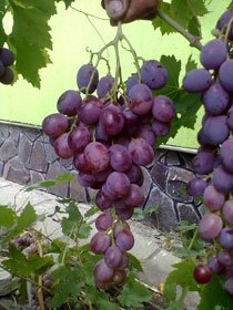 Сорт винограда "Кардинал"