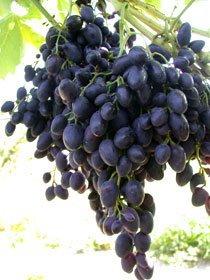 Сорт винограда "Надежда АЗОС"