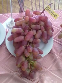 Сорт винограда Виктор