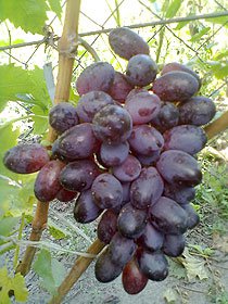 виноград DSP 2-2