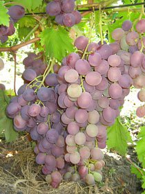 виноград Рубиновый юбилей