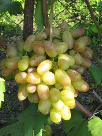 Сорт винограда Юбилей Новочеркасска