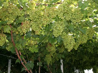 Сорт винограда "Юбилей Новочеркасска" - плодоношение 
