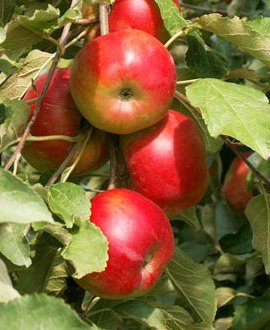 Купить саженцы яблони