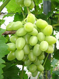 виноград Богатяновский