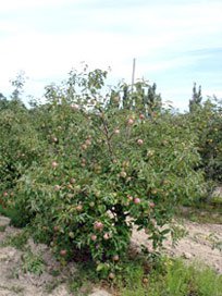 Продажа саженцев плодовых деревьев в Украине