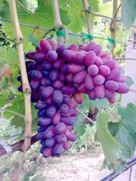 Купить саженцы винограда в розницу