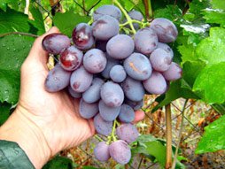 Купити саджанці винограду Кишмишних сортів в Україні