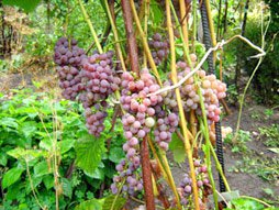 Саженцы неукрывного винограда (купить в Украине)