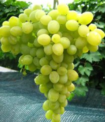 Купить двухлетние саженцы винограда в Украине