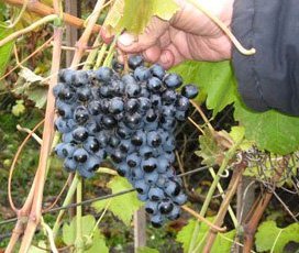 Недорогие саженцы винограда