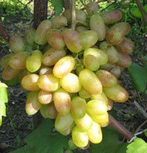Неукривний виноград саджанці