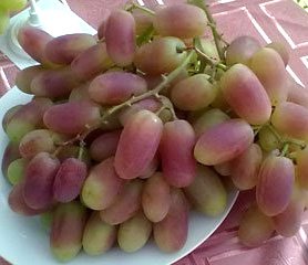 Саженцы винограда столового