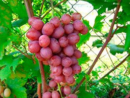 Купить саженцы винограда (цена)