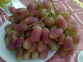 Купити саджанці винограду морозостійкі