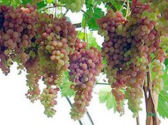 Недорогі саджанці винограду купити