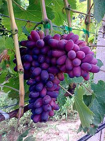 Саджанці раннього винограду