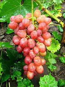 Саженцы винограда цена Украина