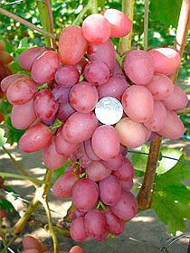 Купить корнесобственные саженцы винограда