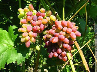 Купити саджанці винограду зимостійкого неукривного винограду
