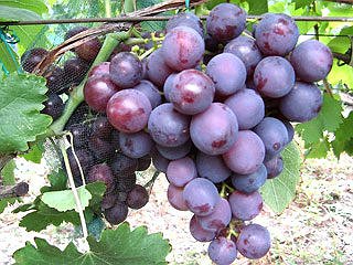 Саженцы привитого винограда купить в Украине