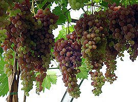 Стоимость саженцев винограда 