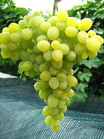 Виноград саджанець (ціна)