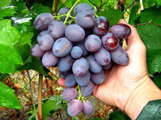 Купить саженцы элитных сортов винограда