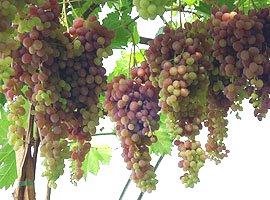 Виноград питомник Украина